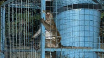 公寓使用补猴器捕抓猴子，结果遭网民贴文质问：“这是合法的吗？”
